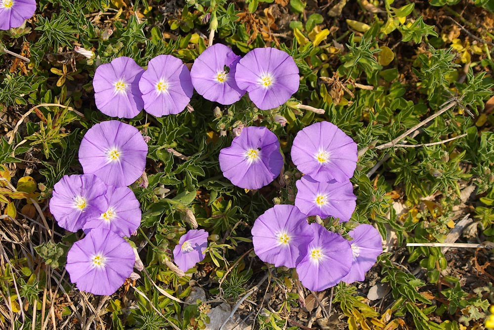 Convolvulus sabatius / Vilucchio della Riviera